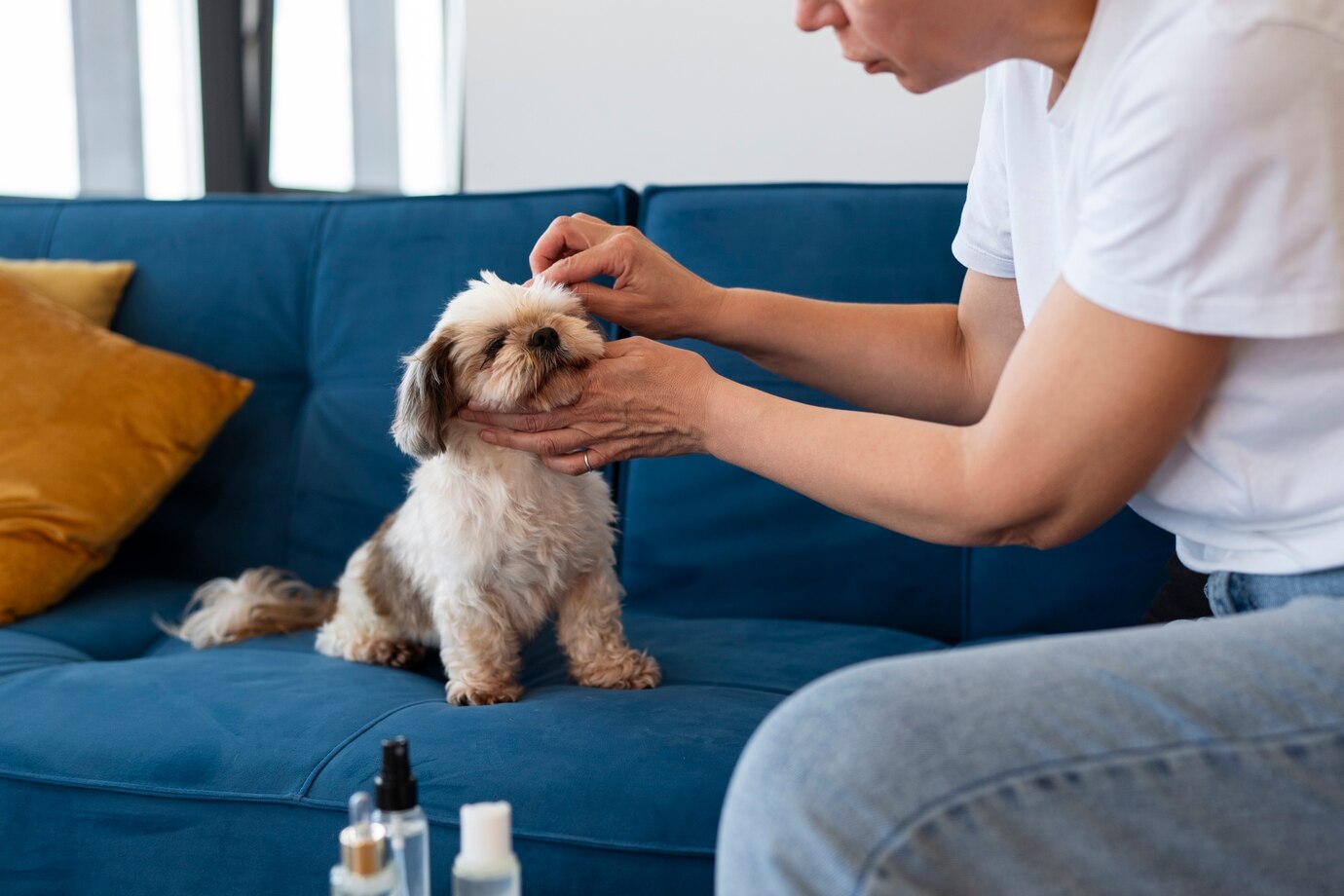 5 tips og triks for å rengjøre hundens ører hjemme